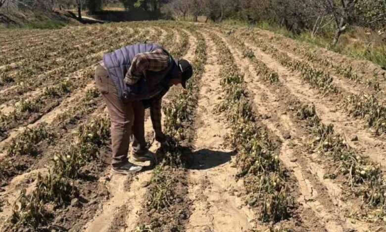 productores