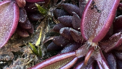 planta carnívora