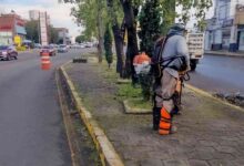 camellones