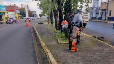 camellones