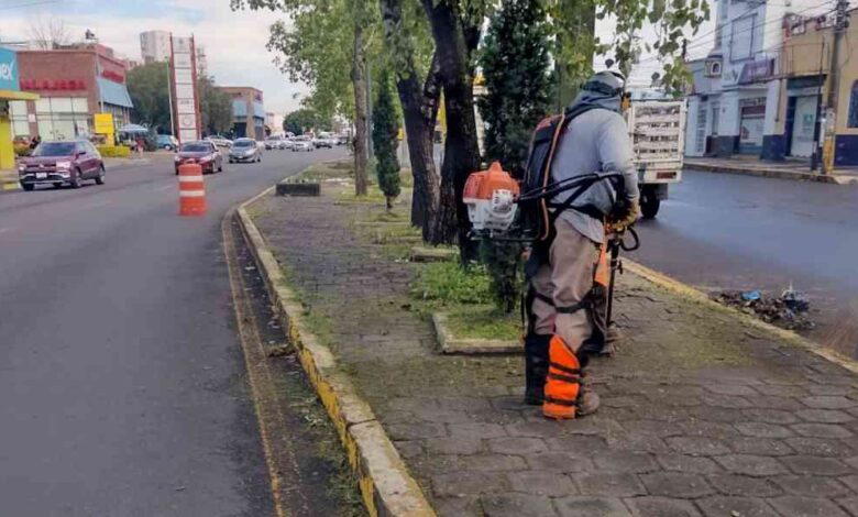 camellones